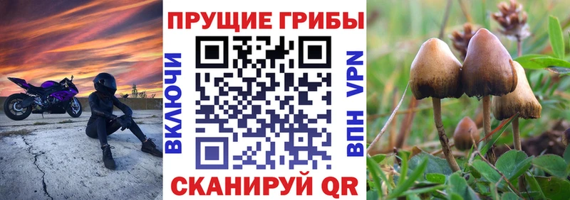 Купить где  Лыткарино  Псилоцибиновые грибы мицелий 